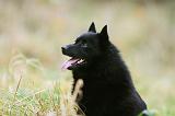 SCHIPPERKE 849